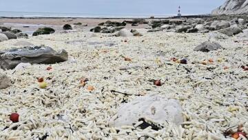 Χιλιάδες τηγανητές πατάτες και κρεμμύδια ξεβράστηκαν σε ακτή στη Βρετανία
