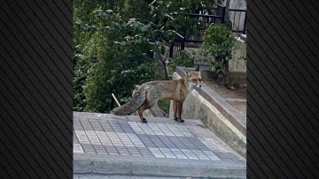 Αλεπού εμφανίστηκε να κάνει βόλτες στο Παγκράτι