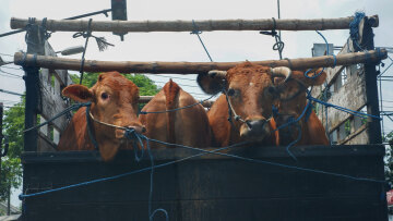 Aνοιχτή εκδήλωση για τη μεταφορά ζώντων παραγωγικών ζώων από την «A Promise to Animals»
