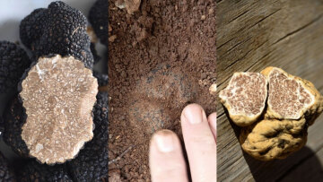 Τρούφα made in Greece: Το υπόγειο χρυσάφι που βάζει τη χώρα στον γκουρμέ χάρτη