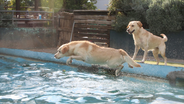 Παιδικοί σταθμοί για... σκύλους, η νέα μόδα για τη luxury σκυλίσια ζωή