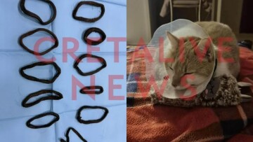 Αφαίρεσαν από την κοιλιά γάτας 11 λαστιχάκια για τα μαλλιά 