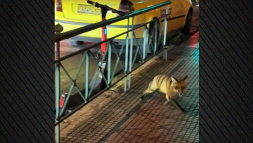 Αλεπού κάνει βόλτες σε κεντρικό δρόμο στο Κολωνάκι, δείτε βίντεο