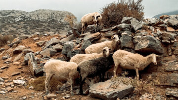 Μειώνεται η μεταδοτικότητα της ευλογιάς αιγοπροβάτων, τι δείχνουν τα τελευταία στοιχεία