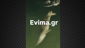 Φώκιες εμφανίστηκαν σε λιμάνι της Εύβοιας, δείτε βίντεο
