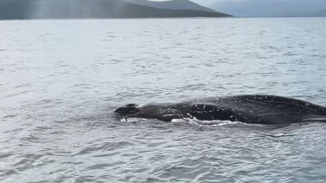 Εντοπίστηκε φάλαινα δίπλα σε ψαράδες στον Παγασητικό Κόλπο στον Βόλο, δείτε βίντεο