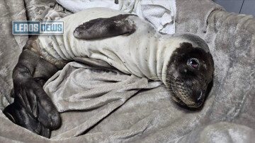 Διάσωση ετοιμοθάνατης φώκιας 30 ημερών στη Λέρο, δείτε βίντεο 
