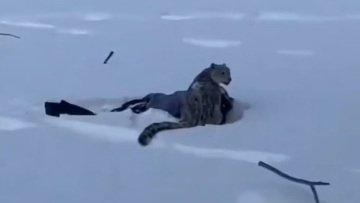 Βίντεο: Λεοπάρδαλη του χιονιού επιτέθηκε σε γυναίκα που θέλησε να βγάλει σέλφι μαζί της στην Κίνα