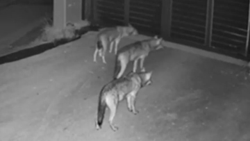 Αγέλη πέντε λύκων αναζητά τροφή σε κατοικημένες περιοχές στη Θεσσαλονίκη, τι πρέπει να κάνετε αν τους συναντήσετε