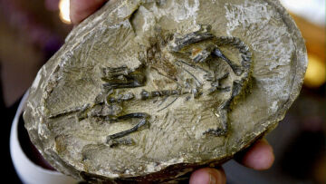 Απολιθωμένος «θησαυρός» στην Κίνα: Βρέθηκαν άγνωστα ζώα που επέζησαν μαζικής εξαφάνισης