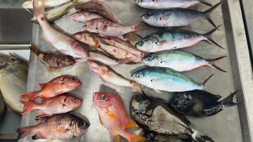 Μικροπλαστικά στο ένα τρίτο των ψαριών που ερευνήθηκαν στον Ειρηνικό