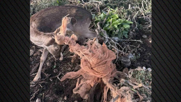 Εναερίτες έσωσαν ελάφι στη Ρόδο, βίντεο και φωτογραφίες