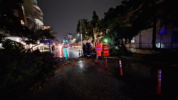 Δένδρα- παγίδες στους δρόμους της Νέας Σμύρνης και το περίφημο άλσος χωρίς... πράσινο 