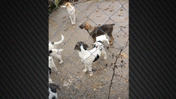 Λουκέτο σε καταφύγιο ζώων στην Ημαθία μετά από καταγγελίες για άθλιες συνθήκες διαβίωσης