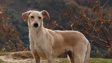Ο Άργος, ο σκύλος του Οδυσσέα ήταν Κρητικός Ιχνηλάτης: Μία ιστορία που λίγοι γνωρίζουν 