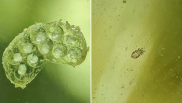 YouTuber έβαλε νερό αποχέτευσης σε βάζο: Τι ζωντανοί οργανισμοί εμφανίστηκαν μέσα σε λίγες εβδομάδες (vid)