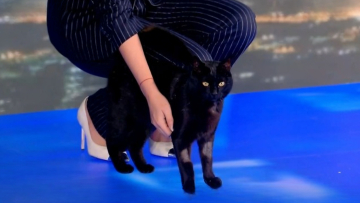 Ο μαύρος γάτος του ΣΚΑΪ «εισέβαλε» ξανά στο πλατό: Έχουμε επισκέψεις σήμερα