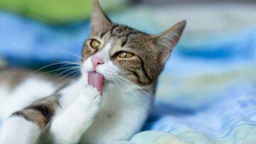 Το Άμστερνταμ θα βάλει μικρές σκάλες στα κανάλια για να βγαίνουν από το νερό οι γάτες