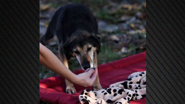 Τα «αόρατα» σκυλιά των καταφυγίων ζητούν μια δεύτερη ευκαιρία, η σημασία της υιοθεσίας