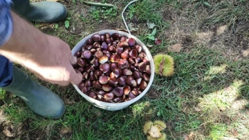 Στην τελική ευθεία για να γίνει ΠΟΠ το κάστανο Πάικου, που διαθέτει ιστορία άνω των 2.000 ετών