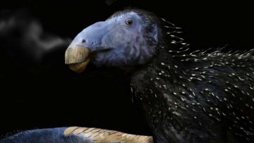 Ανακαλύφθηκε άγνωστο είδος δεινοσαύρου στην Κίνα: Εντοπίστηκε σχεδόν άθικτος σκελετός 125 εκατ. ετών