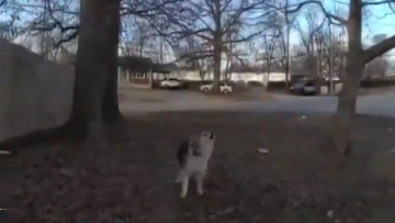 Δείτε βίντεο: Σκύλος - ήρωας στις ΗΠΑ καθοδήγησε αστυνομικούς για να βρουν αγνοούμενο αγοράκι