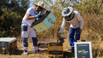 Η DIMAND φέρνει τις μέλισσες στην καρδιά της πόλης