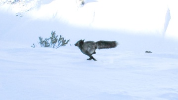 Επιστήμονες εντόπισαν για πρώτη φορά σπάνιο ζώο στην οροσειρά της Σιέρα Νεβάδα, υπάρχουν μόνο 50 από το είδος του, δείτε φωτογραφίες