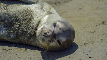 Φώκιες με απογαλακτισμένα μωρά κοιμούνται σε σπηλιά μετά το ρεκόρ γεννήσεων στην Ελλάδα, δείτε φωτογραφία
