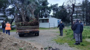 Δέκα αιωνόβιες ελιές στο Νέο Ηράκλειο Αττικής