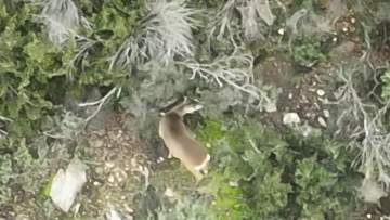 Έκπληξη στη Θεσσαλονίκη: Ζευγάρι ζαρκαδιών εμφανίστηκε στο Σέιχ Σου, δείτε εικόνες