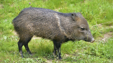 Το ανησυχητικό νέο είδος που βρέθηκε στη Φουκουσίμα, 15 χρόνια μετά το πυρηνικό ατύχημα: Υβρίδιο ανάμεσα σε χοίρο και αγριόχοιρο