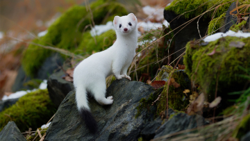 Το φαινόμενο Dehnel: Πώς ορισμένα είδη μπορούν να συρρικνώσουν τα οστά και τον εγκέφαλό τους κατά 20% για να επιβιώσουν τον χειμώνα