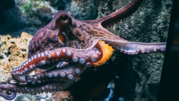 Τα μυστικά που κρύβουν τα χταπόδια: Οι διάνοιες του βυθού έχουν εννέα εγκεφάλους και κοινά με τον άνθρωπο