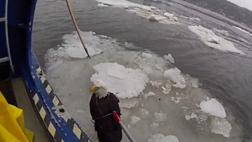 Αστυνομικοί της Νέας Υόρκης σώζουν τραυματισμένο αετό από τον παγωμένο ποταμό Χάντσον, δείτε βίντεο