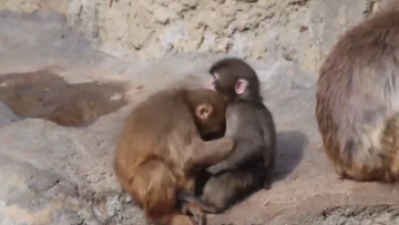 Μπούλινγκ και νέοι φίλοι: Το μαϊμουδάκι που απέρριψε η μητέρα του προσαρμόζεται στη νέα ζωή μαζί με το αρκουδάκι του, δείτε βίντεο
