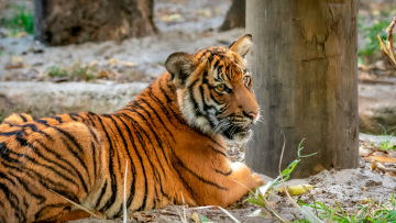 72 τίγρεις πέθαναν από ιό σε ζωολογικό πάρκο στη βόρεια Ταϊλάνδη
