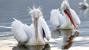 Η φωτογραφία του αργυροπελεκάνου στη λίμνη Κερκίνη που γοήτευσε το National Geographic