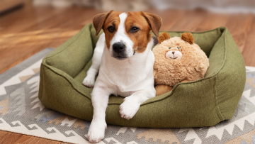 Σκυλιά: Σε ποια χώρα σύντομα θα ξεπεράσουν σε αριθμό τα παιδιά