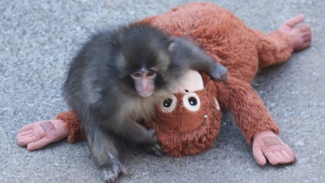 Γιατί η μαμά του μικρού Punch τον απέρριψε: Πότε και γιατί τα θηλαστικά εγκαταλείπουν τα μικρά τους