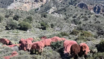 Βοσκός στην Κρήτη έβαψε κόκκινα τα πρόβατά του: Ο απίθανος λόγος της απόφασής του (vid)