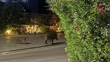 Εμφανίστηκαν αγριογούρουνα σε διασταύρωση της Λεωφόρου Μαραθώνος στο ύψος του ΕΠΑΛ Ραφήνας