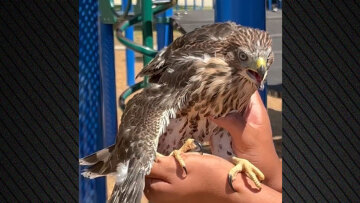 Έδωσε αλκοόλ σε αρπακτικό, καταδικάστηκε 25χρονος στις ΗΠΑ για βίντεο στο YouTube