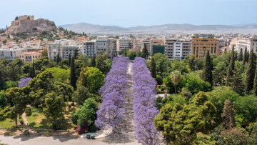 Νέες γιακαράντες στην Αθήνα, φύτευσαν 90 δέντρα με μωβ λουλούδια, δείτε φωτογραφίες