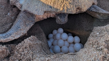 Πελοπόννησος: Θαλάσσια χελώνα Καρέττα γεννά εδώ και 32 χρόνια στον Κυπαρισσιακό Κόλπο