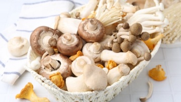 Μανιτάρια στην Ελλάδα: Πλήρης οδηγός για άγρια, καλλιεργούμενα και δηλητηριώδη είδη