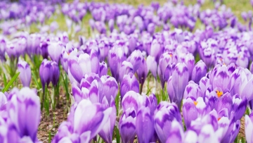 Το λιβάδι με τους 400.000 κρόκους που υποδέχεται την Άνοιξη με εντυπωσιακό τρόπο