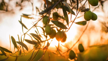 Πολυφαινόλες ελαιολάδου και έλεγχος σωματικού βάρους: Τα σύγχρονα δεδομένα
