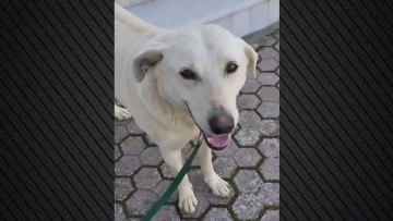 Πυροβόλησαν και σκότωσαν σκύλο στα Χανιά, οργισμένοι οι κάτοικοι της Καλυδωνίας για τον Μπεν