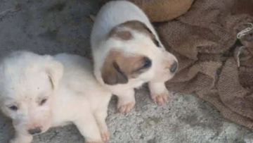 Εννέα κουτάβια βρέθηκαν σε τσουβάλια μέσα σε λίμνη στην Αμαλιάδα